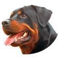 rottieheadpic.jpg